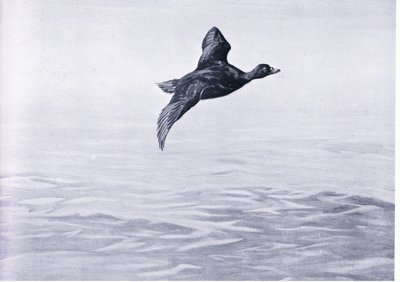 Scoter Duck od Frank Southgate